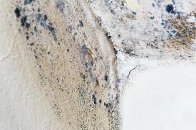 Best Forensic Mold Investigation  in Interlaken, CA